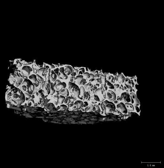 % Nitrogen Composition SEM of murine 3T3 fibroblasts cultured for 24 hours on treated and untreated scaffold The next task was to investigate cell growth on the scaffold surface.