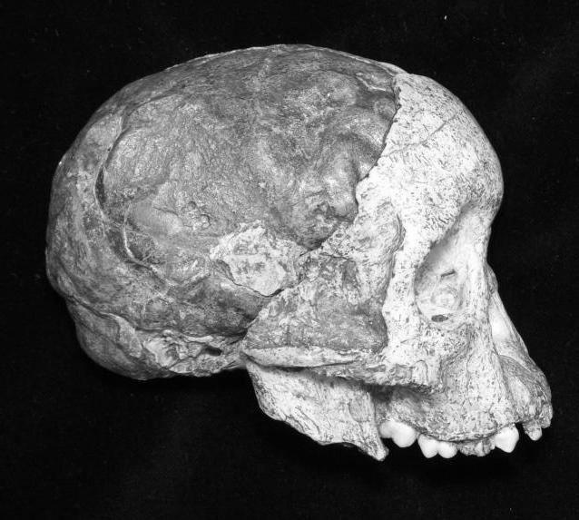 Ryc. 1. Dziecko z Taung czaszka pierwszego, odkrytego w 1924 roku australopiteka (fot. K.A.