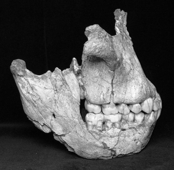 A B Ryc. 4. Stan zachowania materiałów kopalnych australopiteków: (A) szczęka i żuchwa osobnika STS 52; (B) zęby osobnika StW 252; (fot. K.A. Kaszycka) nie zamieszkiwały.