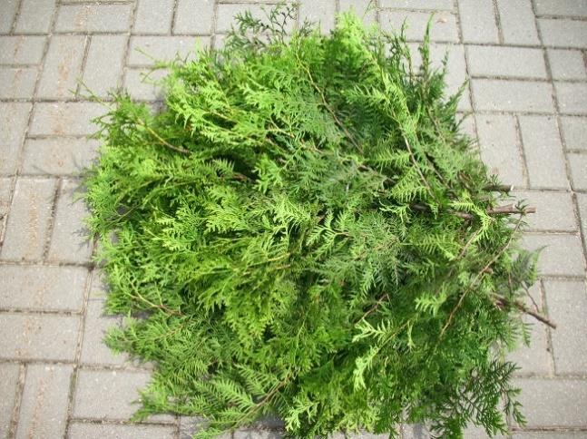 shrubs (spruce, cypress, thuja) available in 5kg packs.