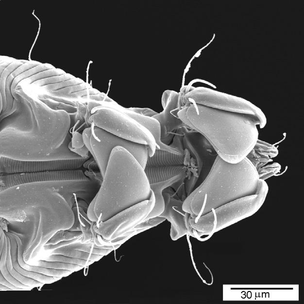 Wybrane zagadnienia z biologii 101 Rysunek 70. Schizocarpus sp. Trouessart, 1896 (Chirodiscidae Astigmata).