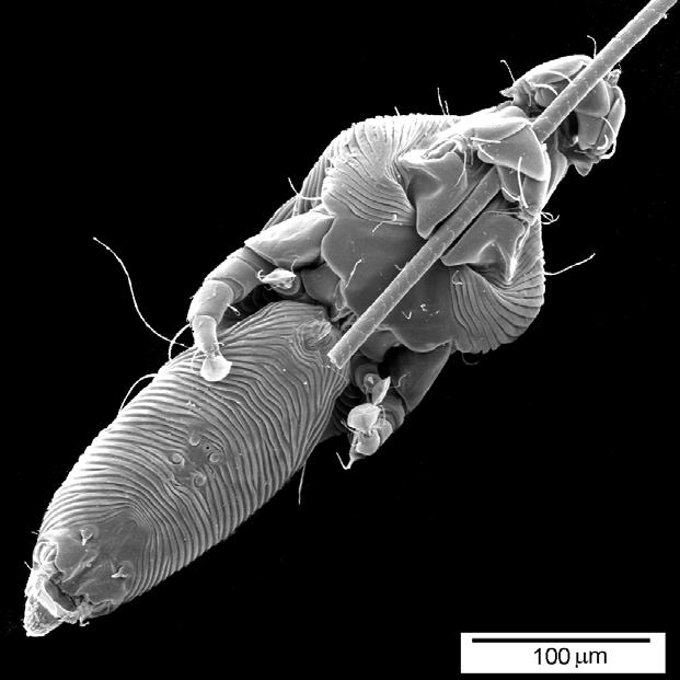 Samiec przyczepiony do sierści (wg Labrzyckiej) Rysunek 72. Spinturnix helvetiae Deunff, Keller, Aellen, 1986.