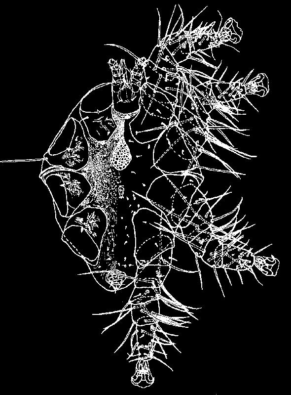 rodzin: Sarcoptidae, Psorergatidae, Bakerocoptidae.