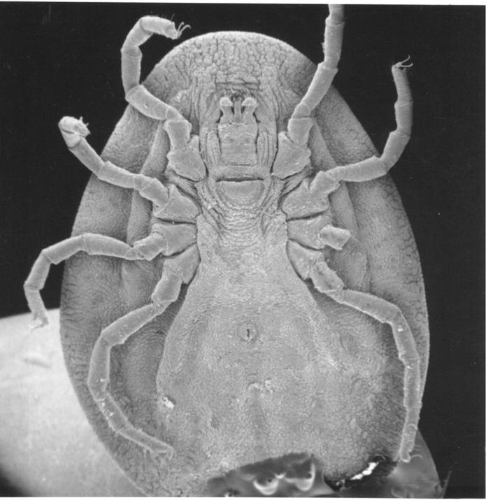 124 Roztocze (Acari). Znaczenie w życiu i gospodarce człowieka dla nauki gatunek obrzeżka Argas polonicus) (rys. 79).