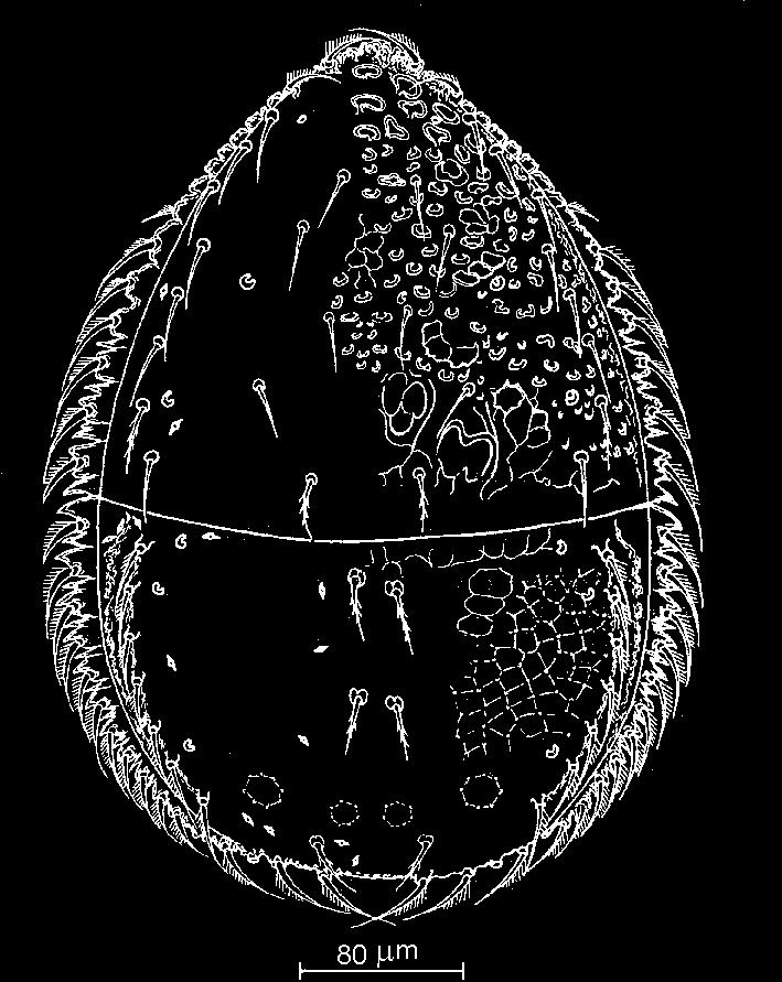 Wybrane zagadnienia z ekologii 125 Rysunek 80. Echinozercon orientalis Błaszak, 1975 (Mesostigmata Zerconidae).