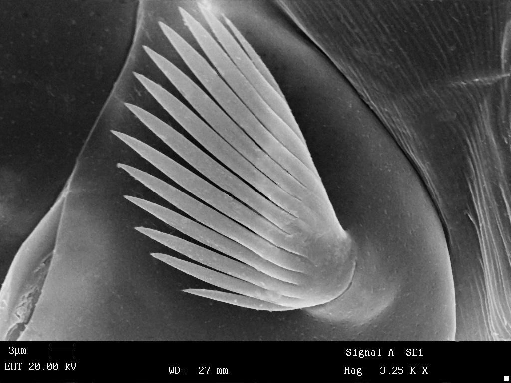 Roztocze a inne organizmy interakcje 147 Rysunek 85. Paratrombium insulare (Berlese, 1910) (Trombidiidae Prostigmata). Larwa szczecina na pierwszym biodrze (wg Mąkol) Rysunek 86.