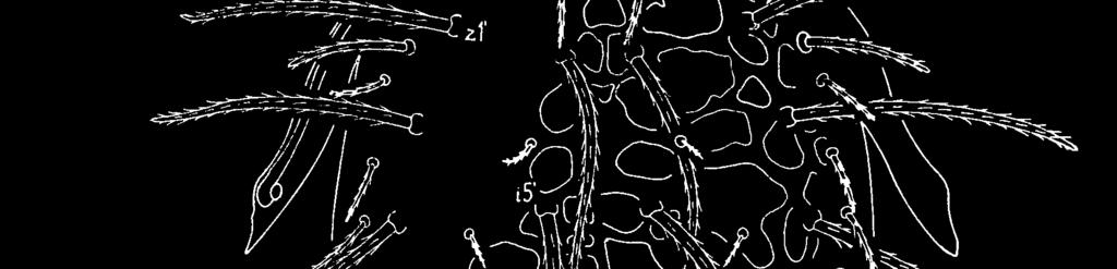 1989 (Mesostigmata Epicriidae).