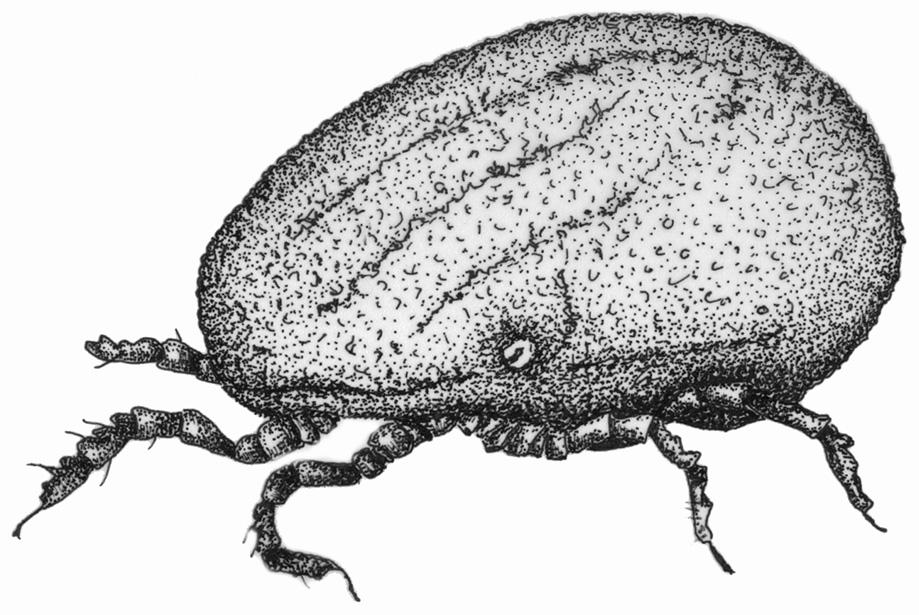 Znaczenie roztoczy w życiu i gospodarce człowieka 191 Rysunek 98. Ornithodoros moubata (Ixodida) (rys. J.