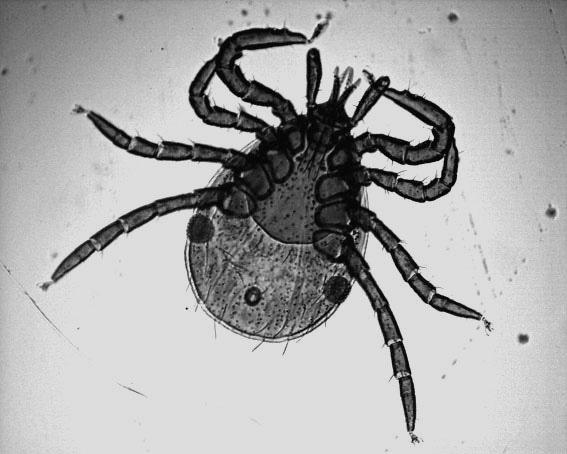 Ixodes ricinus nimfa (wg Siudy) zane jest z silnie rozwiniętą kutikulą (stąd nazwa Cryptostigmata ukryte stigmy).