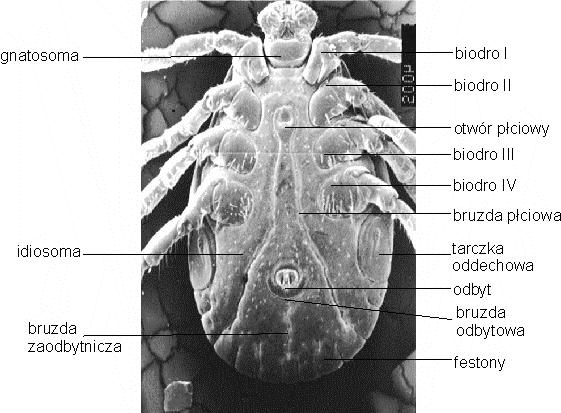 Przegląd systematyczny 49 Rysunek 40. Nenteria polida (Vizthum 1925) (Mesostigmata Uropodina). Strona grzbietowa i brzuszna (wg Wiśniewskiego i Hirschmanna) 1.4. Rząd: Ixodida (Metastigmata) kleszcze (rys.