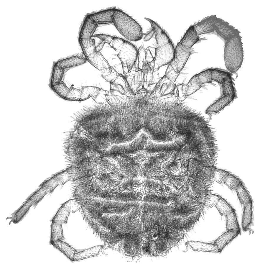 Przegląd systematyczny 61 Rodzina: Trombidiidae (rys. 50) Jaskrawoczerwone lub pomarańczowe, ich grzbietowa strona z licznymi szczecinkami.