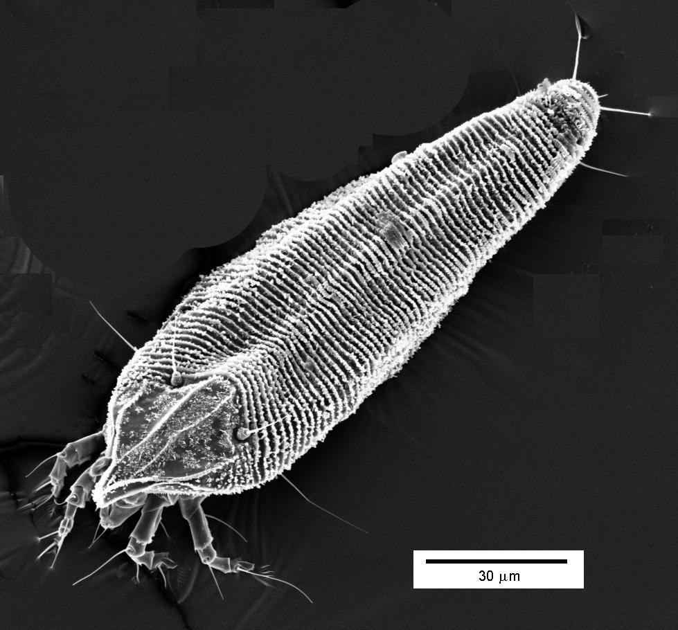 Przegląd systematyczny 69 ny bywa niekiedy liczniej Brevipalpus phoenicis w sadach, a Cenopalpus lineola na drzewach iglastych. Powodują odbarwienia liści i igieł.