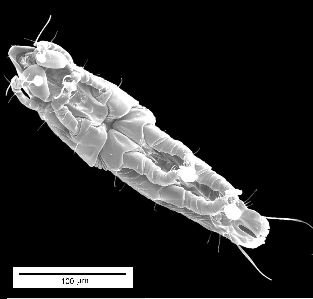 Przegląd systematyczny 81 łów Mallophaga i narzępikowatych Hippoboscidae, które są pasożytami ptaków. A więc występuje tutaj zjawisko hiperpasożytnictwa.
