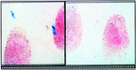 8, T-1/720s, œw. arowe Fig. 23. Latent finger marks enhanced on coated paper with 1,2-IND, 1,2-IND + ZnCl 2 and ninhydrin solutions, Phot. F-4.