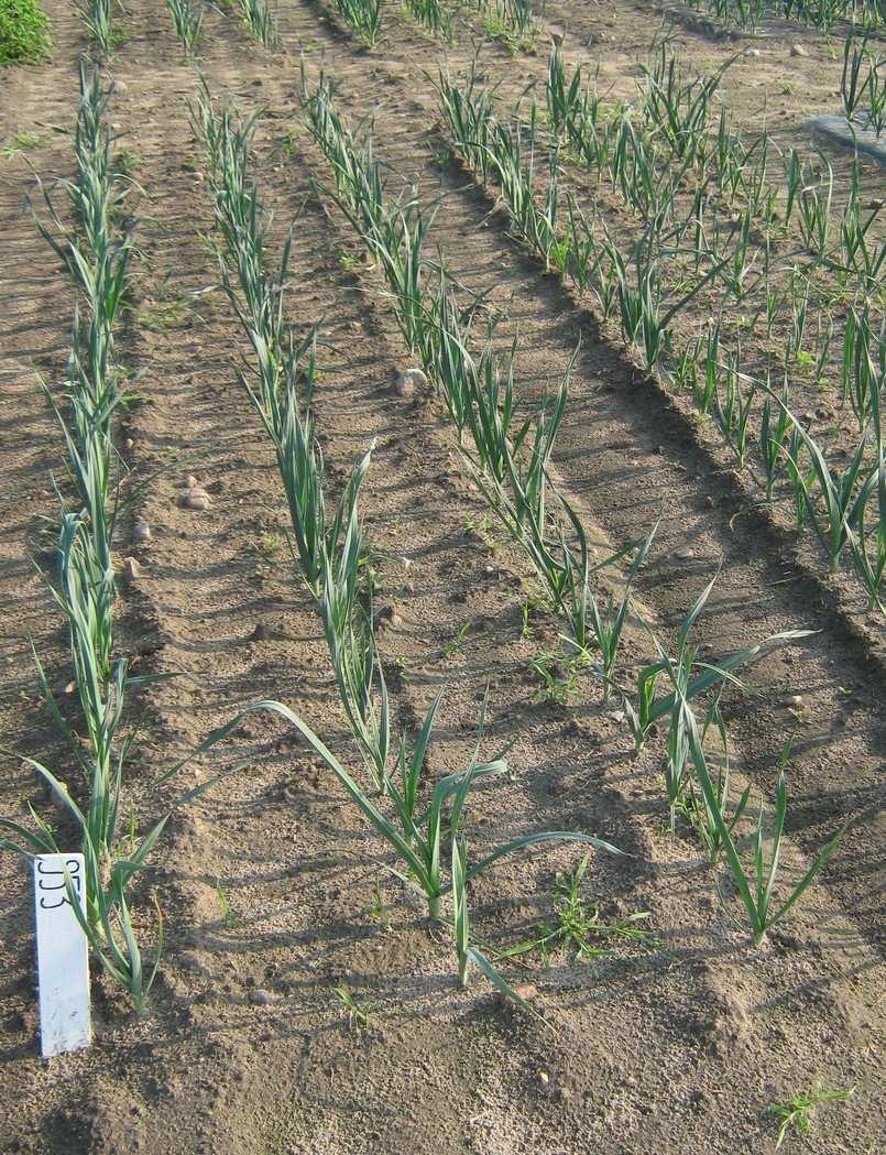 However, this method is labour intensive and even impossible to use on large areas. In addition, the care should be taken not to damage the root system of cultivated plants while weeding [7].