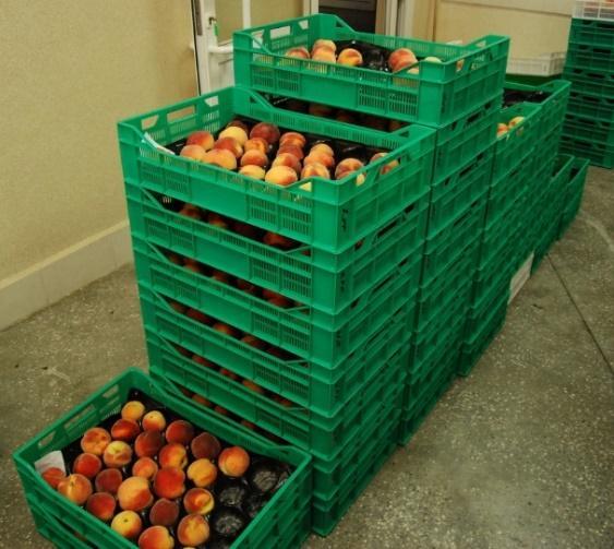 1. Wprowadzenie W wielu publikacjach naukowych wskazuje się na korzystną rolę spożycia owoców, warzyw i ich przetworów w prewencji przewlekłych chorób.