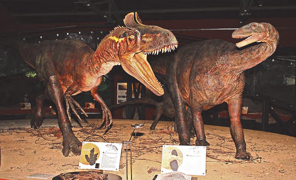 Zespoły plejstoceńskiej fauny (zbiory Muzeum