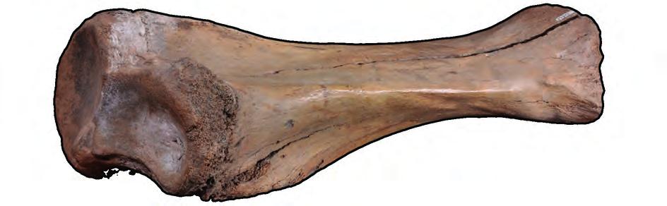Geological Museum of PGI-NRI; a stratigraphical,