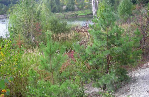 Literatura [1] Kruszgeo 2012 - Deklaracja środowiskowa 2012, Kruszgeo S.A. Przedsiębiorstwo Produkcji Kruszywa i Usług Geologicznych S.A. w Rzeszowie [2] Malewski J.