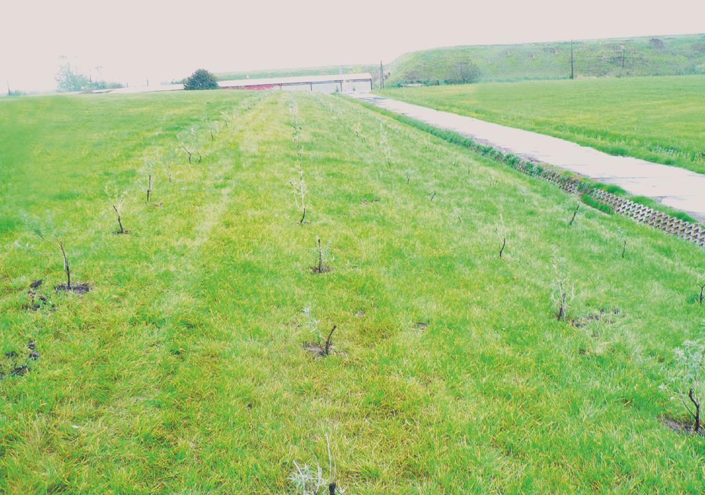Dyskusja wyników 111 Fot. 1. Zrekultywowane składowisko odpadów niebezpiecznych w Oświęcimiu grudzień 2007 r. spodarowania takich osadów zależy między innymi od zawartości w nich metali ciężkich.