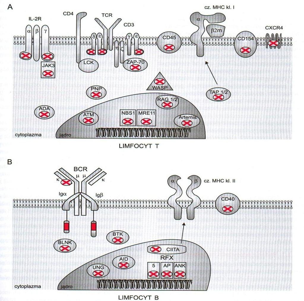 Lokalizacja wybranych białek w limfocycie T (A) oraz w limfocycie B (B), w których genach wykryto mutacje warunkujące powstanie pierwotnych niedoborów odporności.