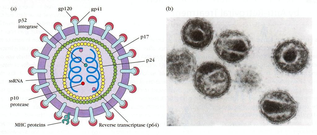 Schemat budowy wirusa HIV Wyróżnia się dwa podtypy wirusa: HIV-1 (dominuje na świecie) i HIV-2. Wirus HIV należy do retrowirusów. Wirus ma kształt kuli o średnicy ok. 100 nm.