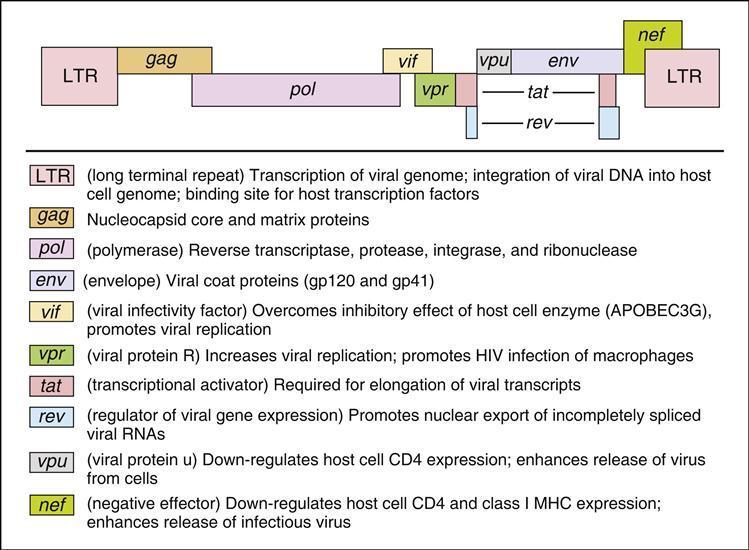 Genom wirusa składa się z 2 identycznych nici RNA, zawiera trzy geny wspólne dla retrowirusów (Gag, Pol, Env) oraz geny regulatorowe.
