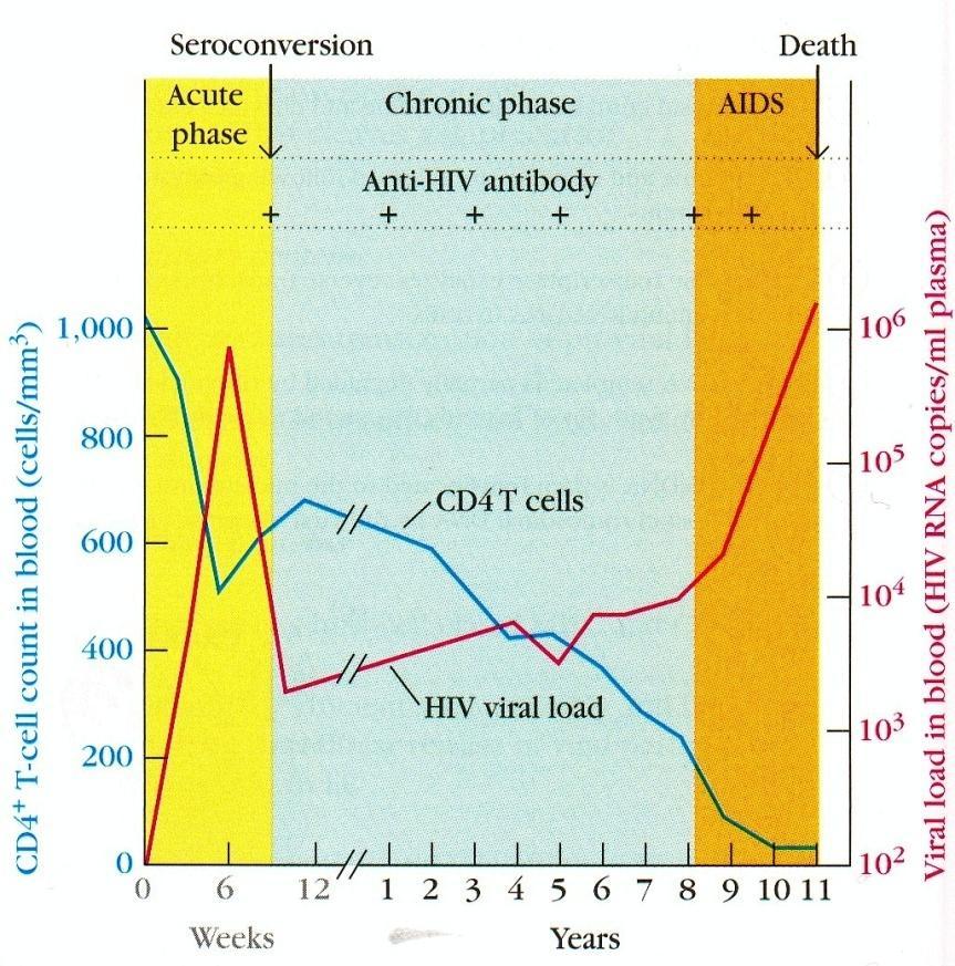 Serologiczny profil infekcji HIV wykazuje trzy stadia infekcji.