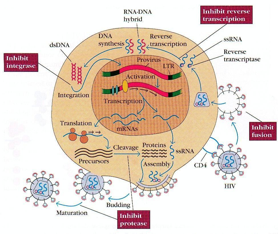 Etapy w cyklu replikacji wirusa HIV, które stanowią cel terapii Blokowanie wnikania wirusa do komórki.