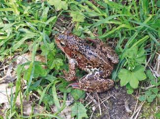 Żaba wodna Rana esculenta (L.) Pelophylax esculentus jest ekspansywna i szeroko rozprzestrzeniona Ryc. 8. Rzekotka drzewna. Fot. M. Olszowska. Żaba jeziorkowa Rana lessonae (Cam.