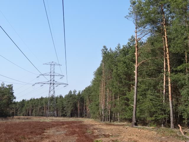 Uwarunkowania Obecnie nie ma przeszkód prawnych, aby grunt leśny pod liniami elektroenergetycznymi (zajęty przez linie) mógł być wykorzystywany na różne cele związane z prowadzeniem gospodarki