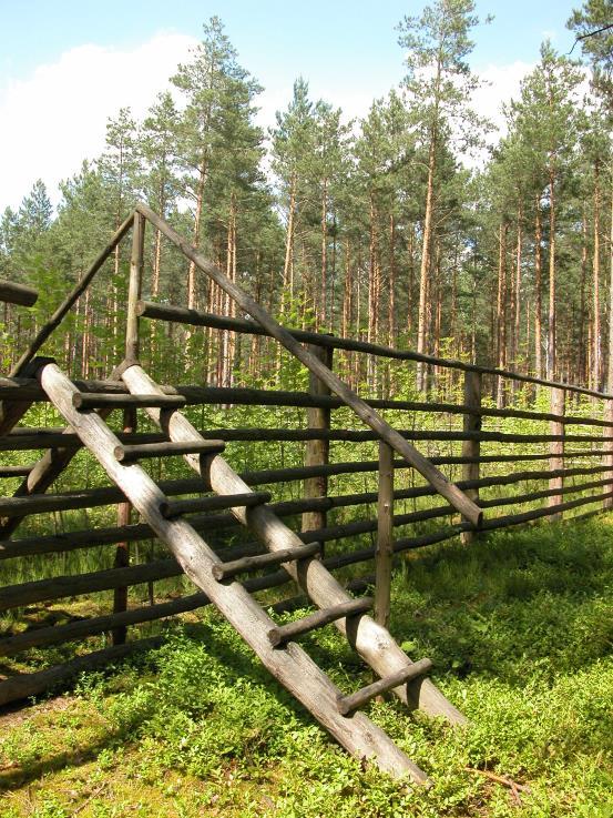 Zalecenia dotyczące sposobów zagospodarowania terenów pod liniami Ochrona lasu Tereny pod liniami, zwłaszcza położone w dużych kompleksach litych drzewostanów iglastych rosnących na ubogich