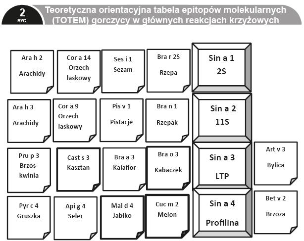 brzoskwini. Miąższ i skórka brzoskwiń hamuje rekombinowaną Sin a 3 w metodzie immunoblottingu [17].