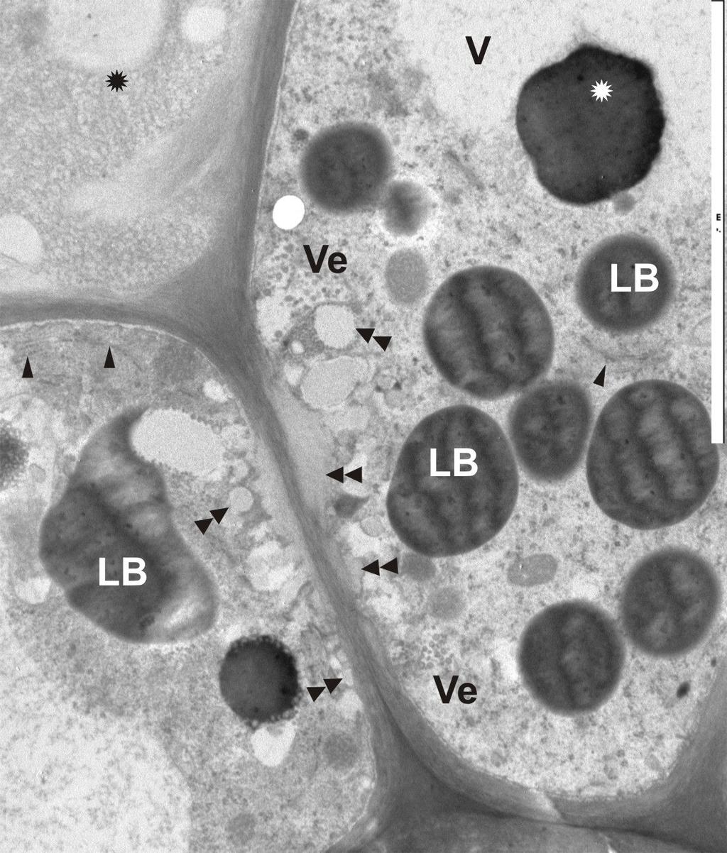 Na podstawie tyh adań sądzić moŝna, Ŝe większość zidentyfikowanyh przy uŝyiu HPLC sustanji iologiznie aktywnyh gromadzona jest w shizogeniznyh kanałah wydzielnizyh.