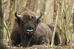 Puszcza Białowieska (od 1979; w 1992 i 2014r rozszerzano) Puszcza Białowieska położona na terytorium Polski i