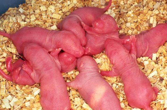 Rozmnażanie szczurów laboratoryjnych Dojrzałość biologiczna 45-55 dni (6-8 tyg.