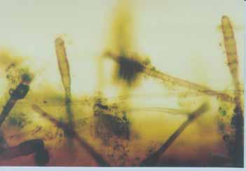 Helminthosporium.