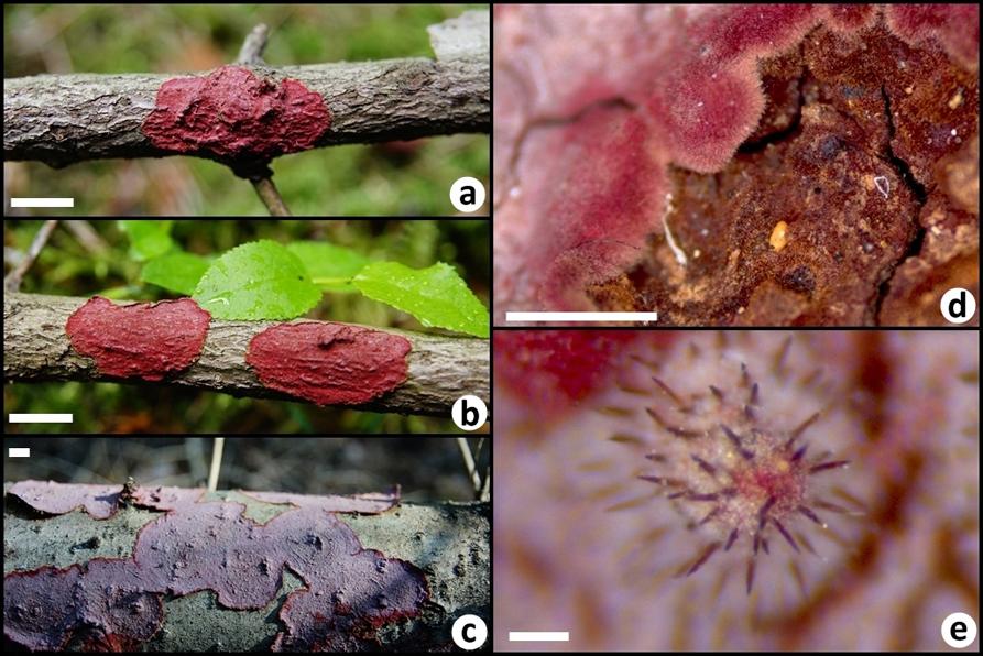 Kujawska et al. / New locality of Hymenochaete cruenta in Poland Fig. 1 Morphological features of Hymenochaete cruenta basidiocarps.