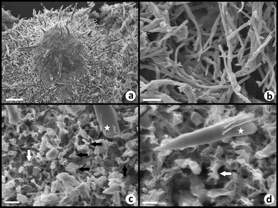 Photographs: T. Leski. Fig. 2 Scanning electron micrographs of Hymenochaete cruenta. a Setae on the surface of basidiocarp. b Hyphae from subhymenium.