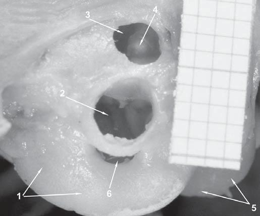 Wysocki J., Krasucki K., ywczyk.: Opis anatomiczny ucha œrodkowego i wewnêtrznego œwinki morskiej 155 zamkniêta jest ze wszystkich stron œcianami kostnymi.
