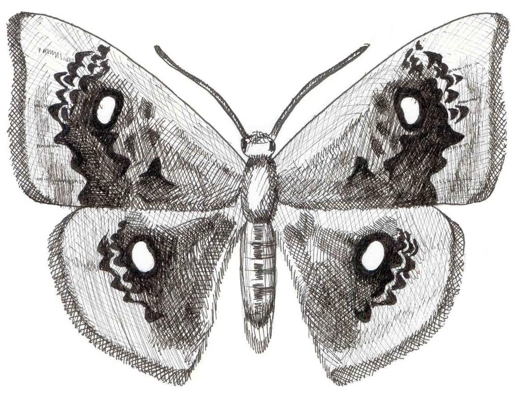 Nowe stanowisko Cyclophora albiocellaria (HUBNER, 1789). (Lepidoptera: Geometridae) w Polsce. New record of Cyclophora albiocellaria (HUBNER, 1789) (Lepidoptera: Geometridae) from Poland.