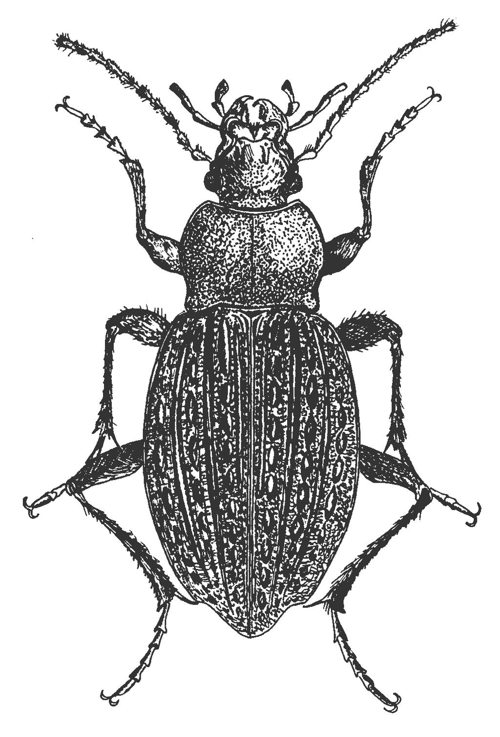 Carabus cancellatus ILLIGER, 1798 Częstochowskie Koło Entomologiczne MUZEUM CZĘSTOCHOWSKIE Aleja N.M.P. 45A 42-200 Częstochowa tel. 0-34 324 44 24, tel.