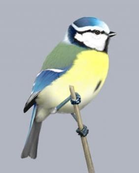 Gatunek chroniony 11.Modraszka (Parus caeruleus) : sikory sikory Długość ciała: 11-12 cm. Zgrabny i ruchliwy ptak mniejszy od wróbla.