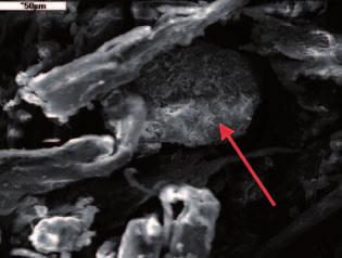 Experimental Skin Processing with Ferruginous Material. Macro- and Microproperties. Preliminary Results 201 Fig. 16. Sample 1a.