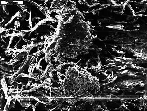 Experimental Skin Processing with Ferruginous Material. Macro- and Microproperties. Preliminary Results 205 Fig. 20. Sample 5. Very low concentration of haematite powder.