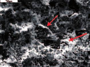Experimental Skin Processing with Ferruginous Material. Macro- and Microproperties. Preliminary Results 199 Fig. 14. Sample 0. Microstructure of hide surface processed with haematite.