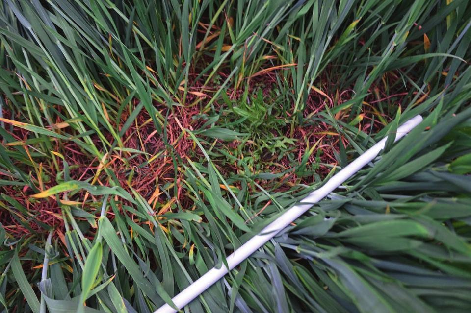 W bieżącym roku firma Syngenta wprowadziła na rynek nowy herbicyd zwalczający chwasty jedno- i dwuliścienne Axial Komplett Pak, który znakomicie wpisał się w tę trudną wiosnę, ponieważ w uciekających