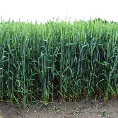 Do najważniejszych chorób kłosów należą: fuzariozy kłosów (Fusarium spp.