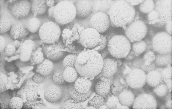 usieciowane Schemat C. Mo liwoœci wykorzystania funkcjonalnych poli(estro-bezwodników) do otrzymywania mikrosfer usieciowanych oraz mikrosfer epoksyfunkcjonalnych Scheme C.
