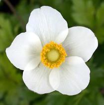 stokrotka, tulipan,
